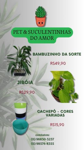 Pet e Suculentinhas do Amor